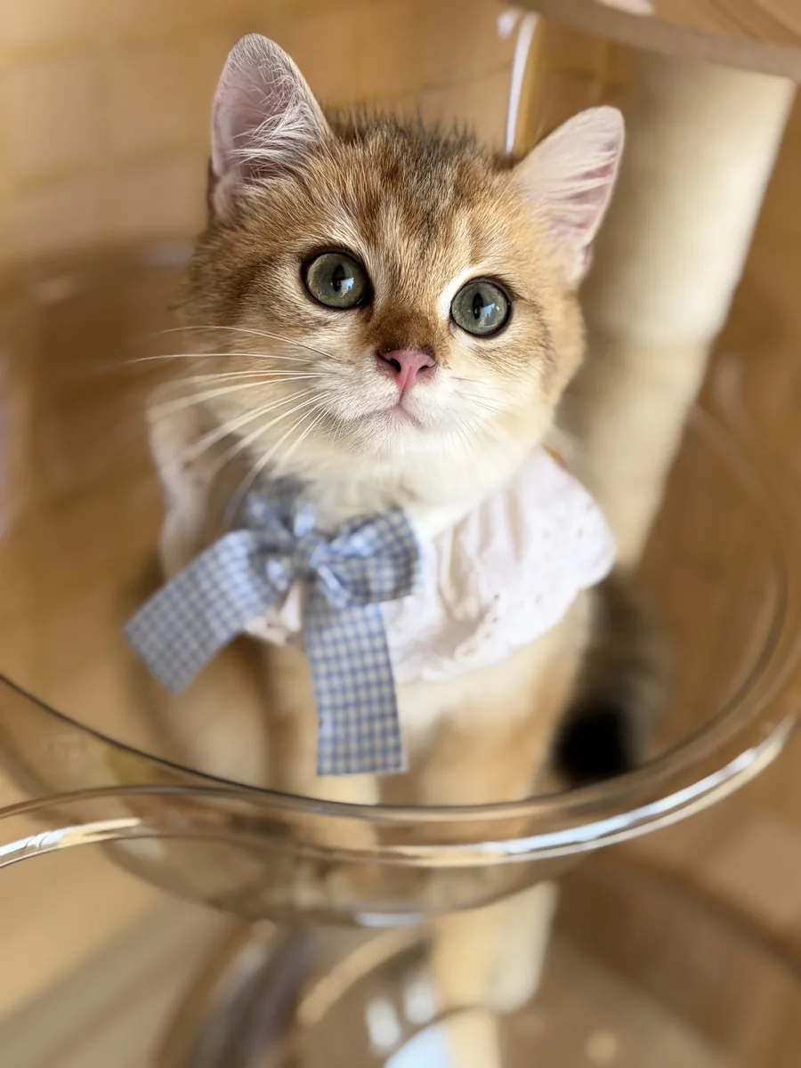 Caramel, real photo