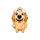 Coco, pixel twin