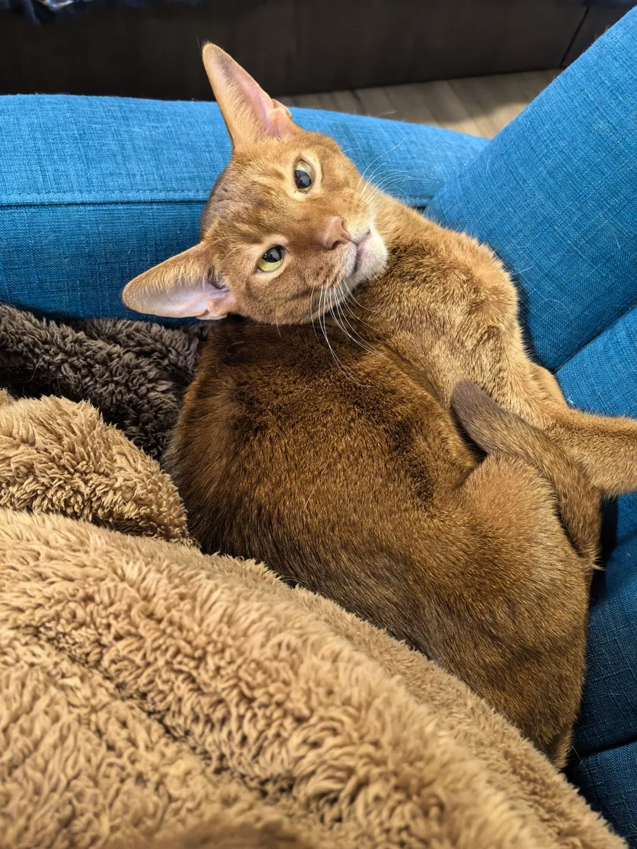 Ginger, real photo