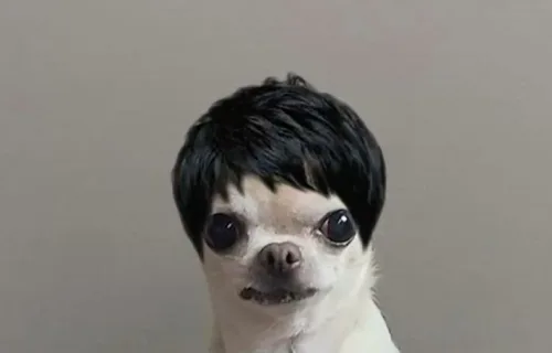 Milo, real photo