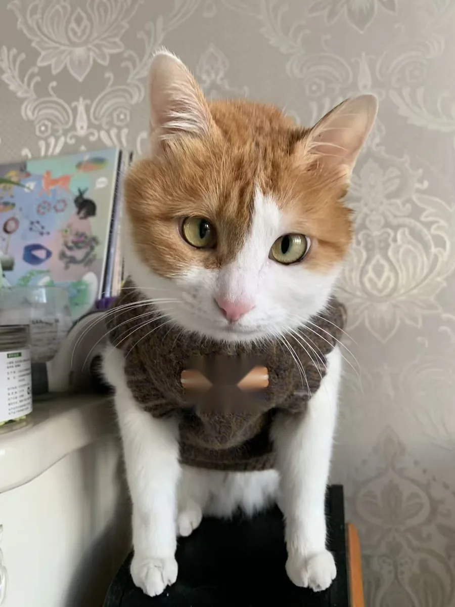 Milo, real photo