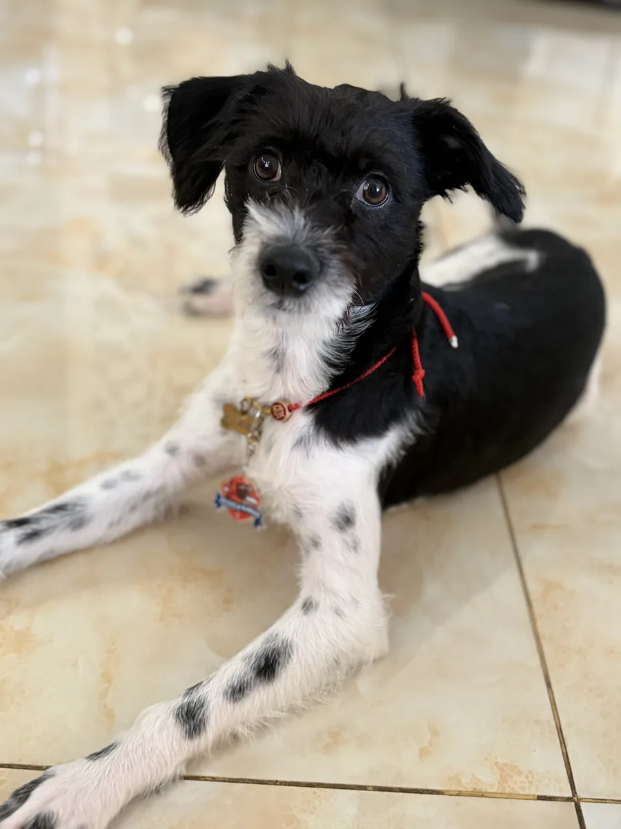 Pepper, real photo