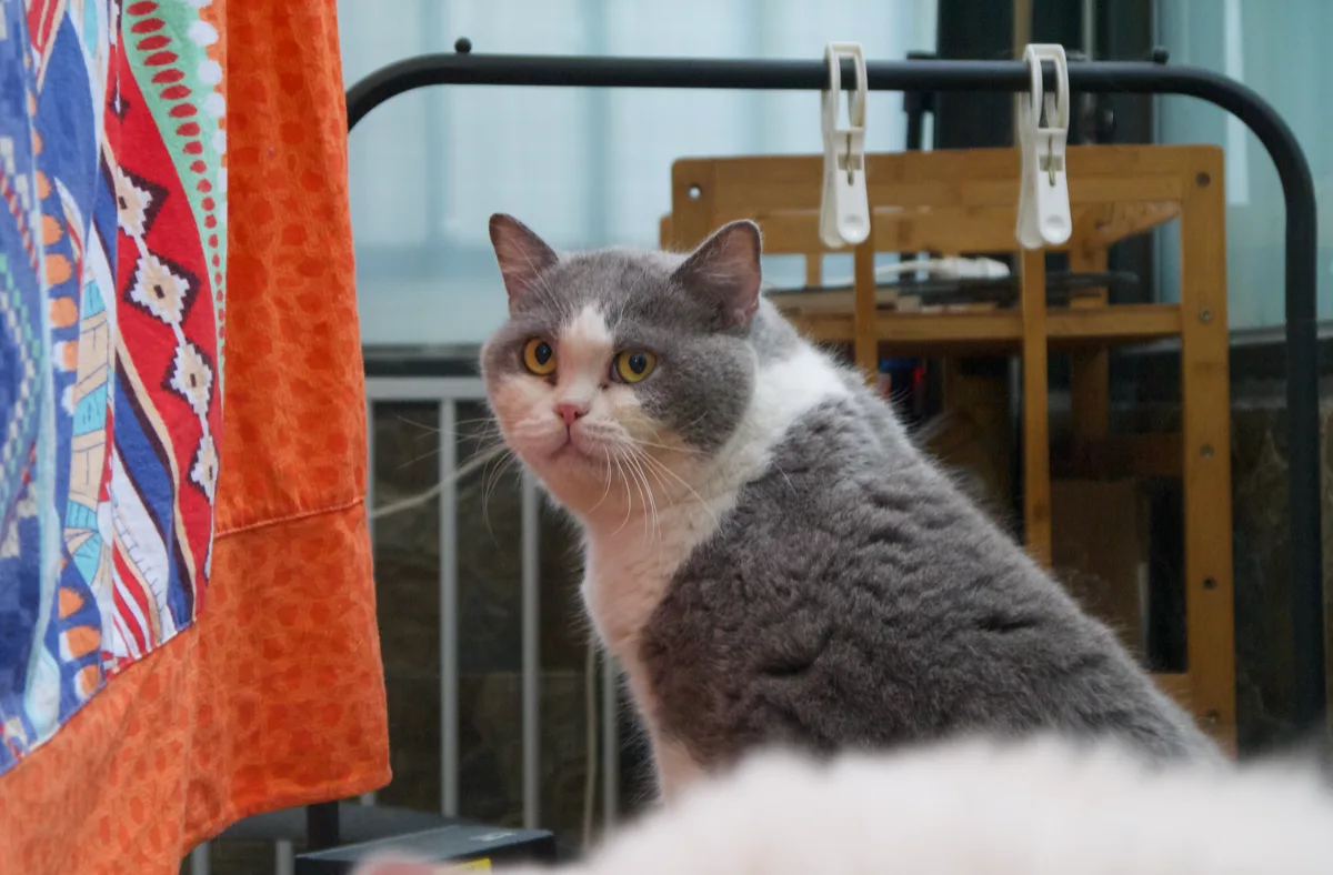 Smokey, real photo